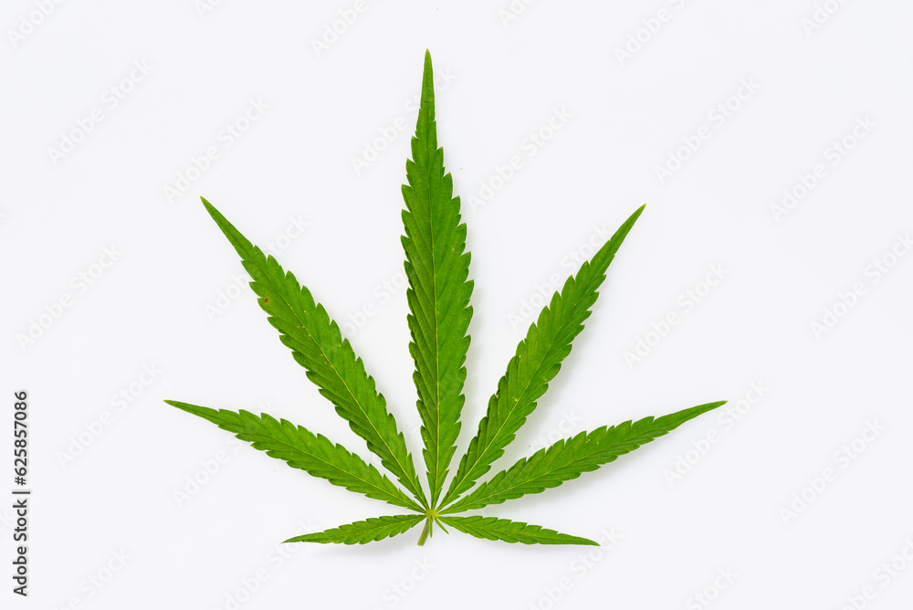 beautiful hemp leaf on a marijuana field under the blue sky with sun and clouds for legalization of medical cannabis products cbd thc illegal drug legal leafes lush dope farm beautiful hemp leaf on a marijuana field under the blue sky with sun and clouds for legalization of medical cannabis products cbd thc illegal drug legal leafes lush dope farm