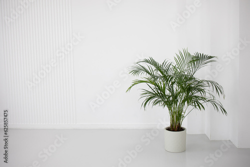 Green large areca palm tree or hamedorea stands light white in the room  a mockup place for text  for your design  for your product. Decorative Areca palm  Dypsis lutescens 