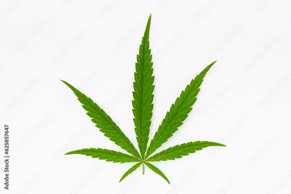 beautiful hemp leaf on a marijuana field under the blue sky with sun and clouds for legalization of medical cannabis products cbd thc illegal drug legal leafes lush dope farm beautiful hemp leaf on a marijuana field under the blue sky with sun and clouds for legalization of medical cannabis products cbd thc illegal drug legal leafes lush dope farm