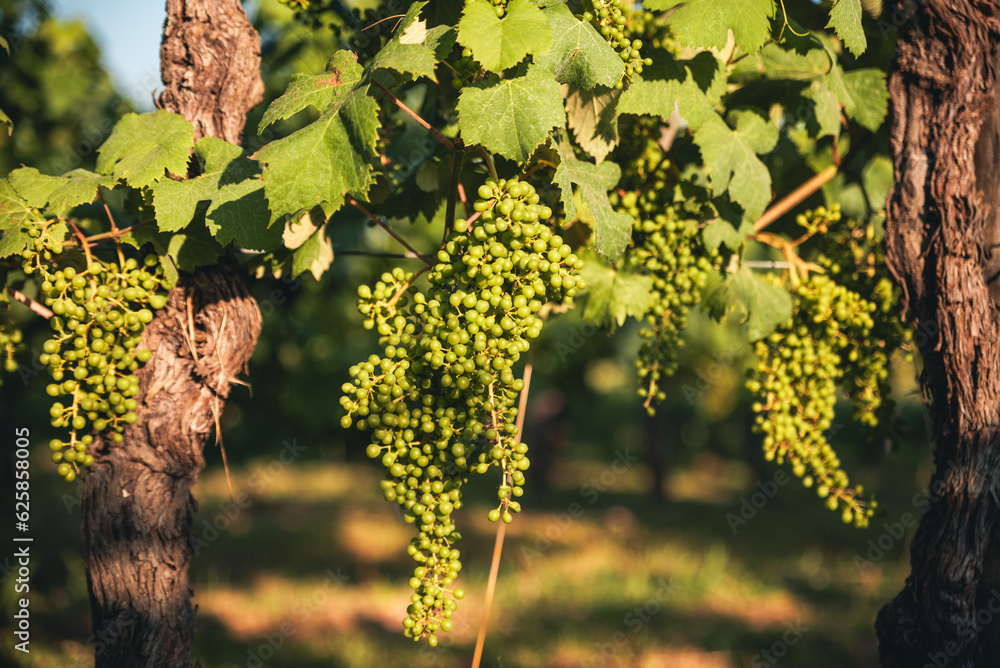 Fototapeta premium Bunch of grapes still unripe For White Wine
