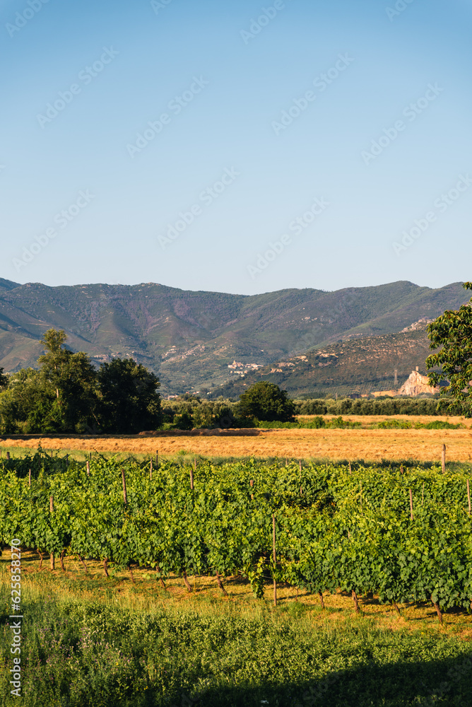 Organic vineyards in Tuscany Region