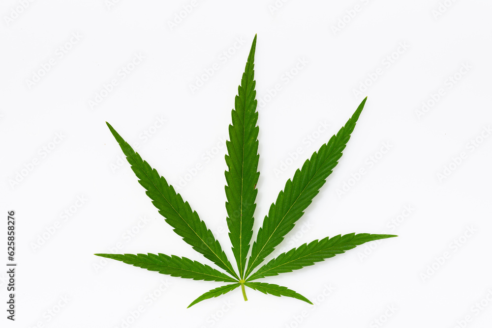 beautiful hemp leaf on a marijuana field under the blue sky with sun and clouds for legalization of medical cannabis products cbd thc illegal drug legal leafes lush dope farm beautiful hemp leaf on a marijuana field under the blue sky with sun and clouds for legalization of medical cannabis products cbd thc illegal drug legal leafes lush dope farm
