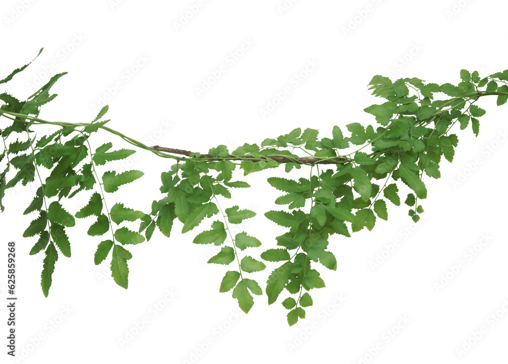 Climbing fern leaves isolated on transparent background. Climbing fern leaves isolated on transparent background.