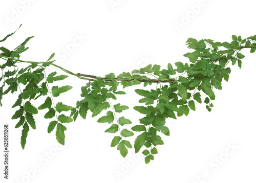 Climbing fern leaves isolated on transparent background.