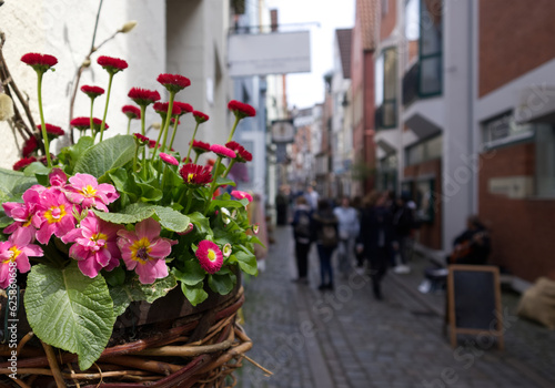 Red flowers in a wicker pot as a decoration of the city on a tourist street close-up