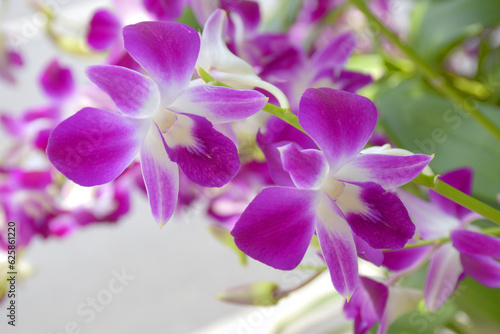Fototapeta Naklejka Na Ścianę i Meble -  purple orchid blooming beauty nature in garden