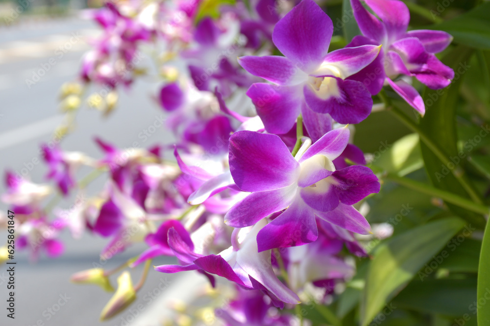 purple orchid blooming beauty nature in garden purple orchid blooming beauty nature in garden