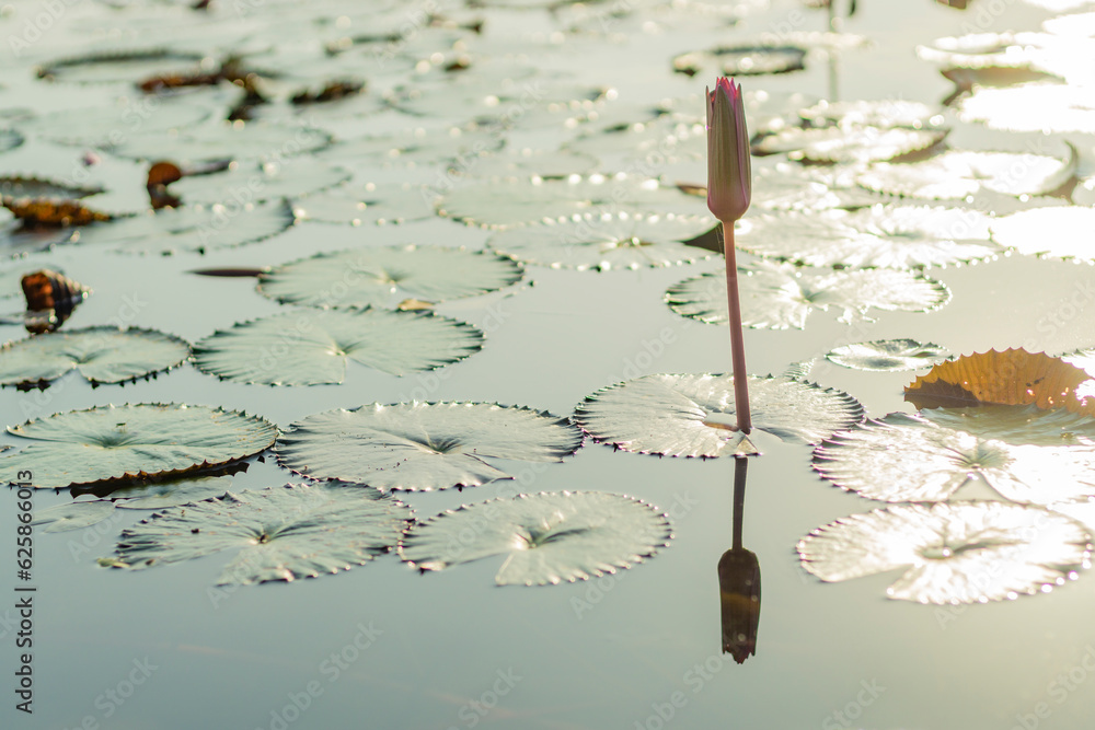 Peaceful and calm concept . Composition of Green lotus leaves Peaceful and calm concept . Composition of Green lotus leaves