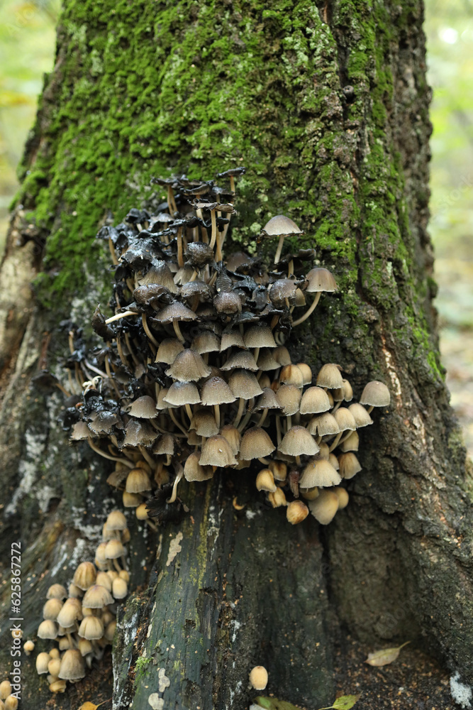 Czernidłak błyszczący, Coprinellus micaceus. Gatunek grzybów z rodziny kruchaweczkowatych (Psathyrellaceae) Czernidłak błyszczący, Coprinellus micaceus. Gatunek grzybów z rodziny kruchaweczkowatych (Psathyrellaceae)