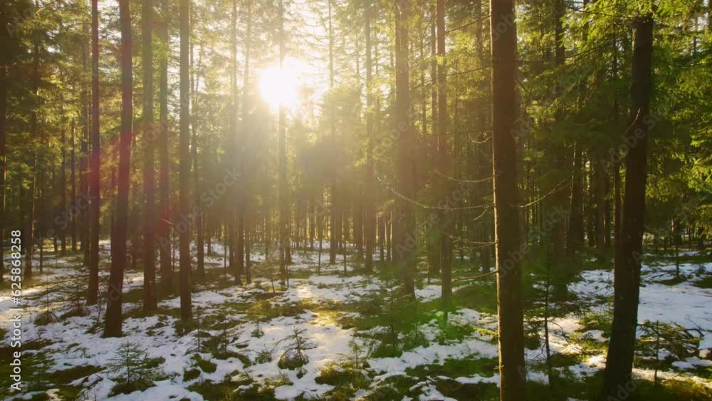 Cinematic drone flight in the forest with many trees in winter forward Cinematic drone flight in the forest with many trees in winter forward
