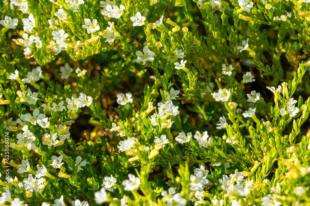 custom made wallpaper toronto digitalFlowering Cupid White False Heather (cuphea hyssopifolia) in sunshine