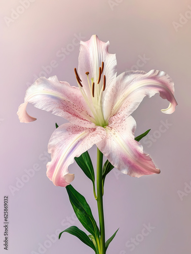 pink lily pink lily flower a beautiful lily sits on a tall white stem  pink lily isolated on white background