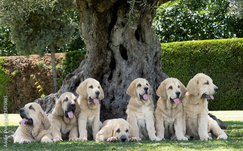 Photography Group of Seven Spanish Mastiffs puppies lying on the grass