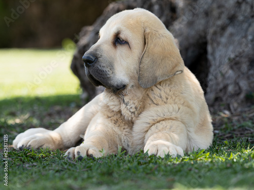 Spanish Mastiffs puppy lying on the grass