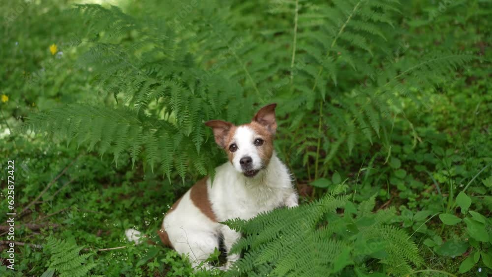 Dog in the forest. Funny Jack Russell Terrier peeking out from behind a fern, walking with pet in nature Dog in the forest. Funny Jack Russell Terrier peeking out from behind a fern, walking with pet in nature