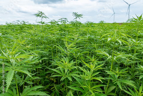 Culture de chanvre textile Bio en Seine-Maritime