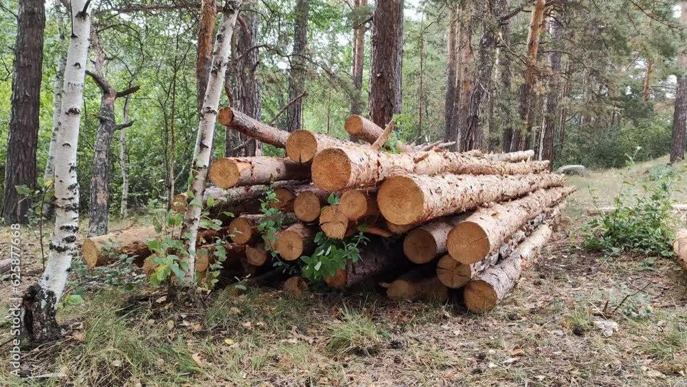 Sawn trees in the forest on the ground. Pile of pine logs, timber. Sawmill, felling. Woodworking industry. Simple video. Sawn trees in the forest on the ground. Pile of pine logs, timber. Sawmill, felling. Woodworking industry. Simple video.