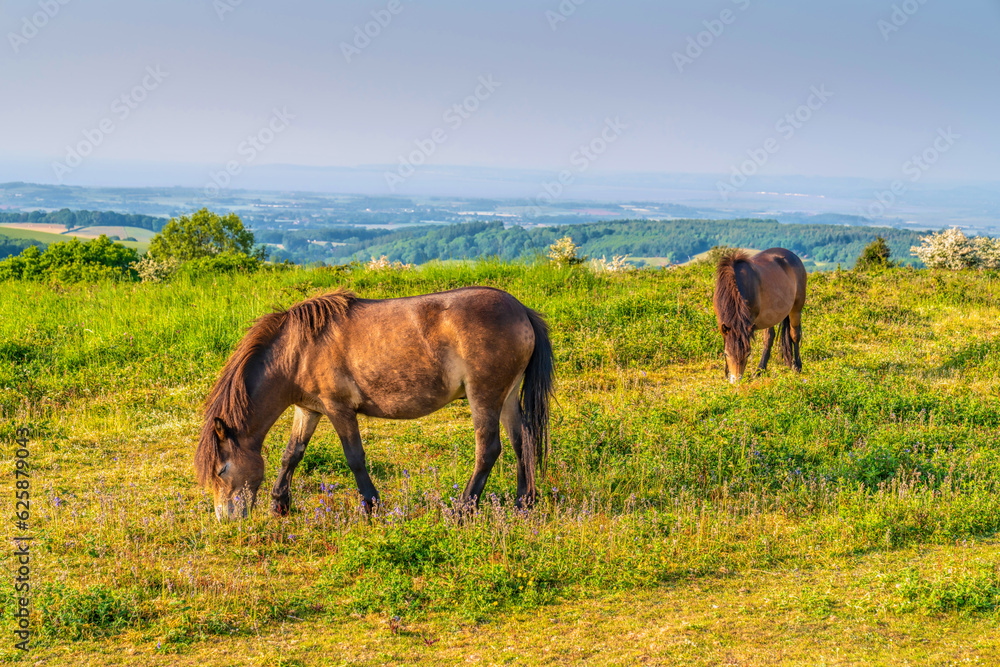 Wild Exmoor Ponies The Quantocks Somerset England UK