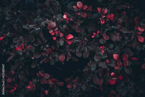 Red Barberry bush leaves texture © Wyxina