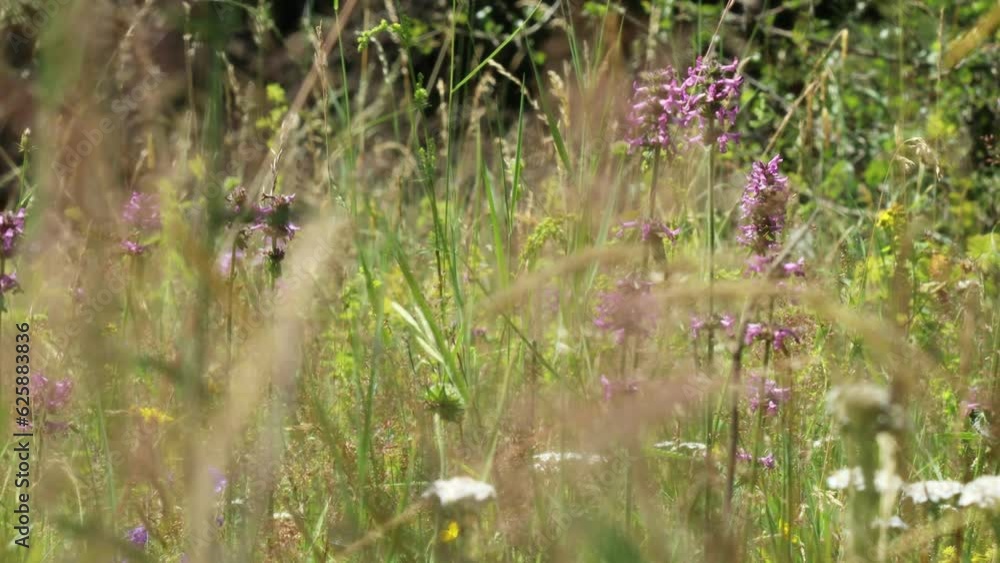 Blumenwiese mit Heil-Ziest (Betonica officinalis) auf dem Meissner im Juli Blumenwiese mit Heil-Ziest (Betonica officinalis) auf dem Meissner im Juli