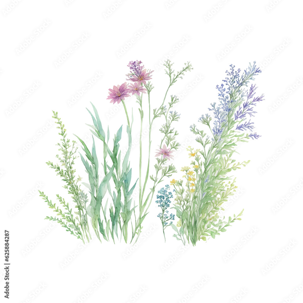 grass floral, Wildflowers, herbs painted in watercolor10