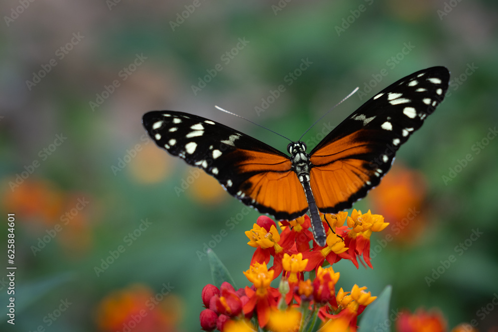 Fototapeta premium Close up of Cream-spotted tigerwing butterfly (Tithorea tarricina). Selective focus.