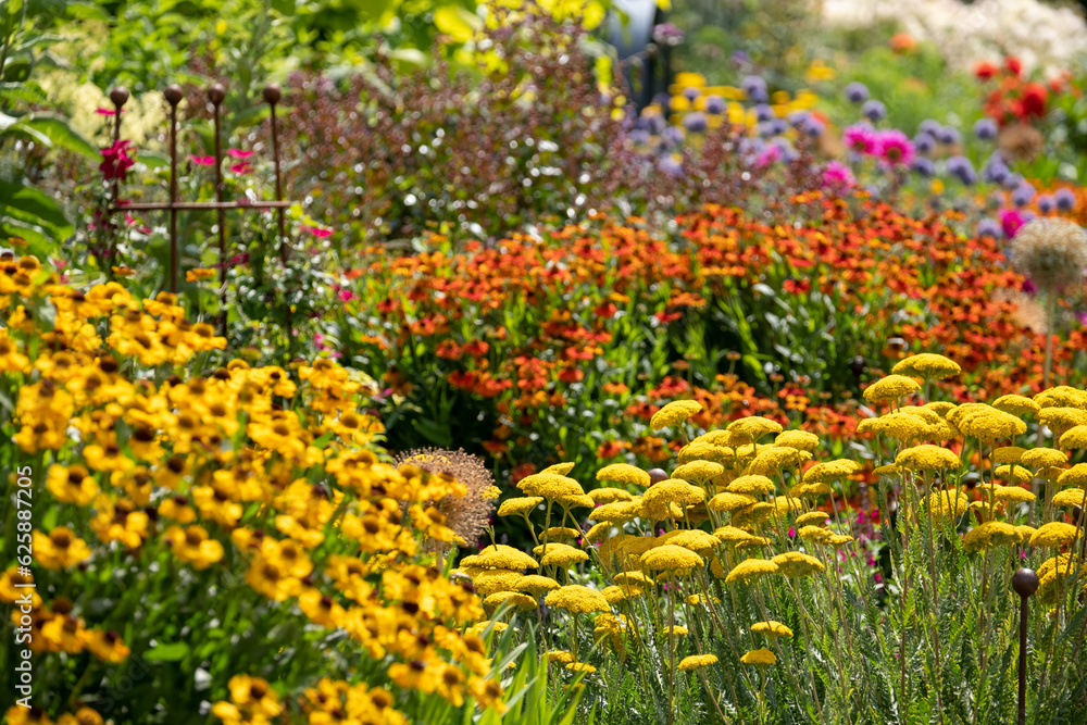 Fototapeta premium Stunning, colourful mixed flower borders at RHS Wisley Garden, Surrey UK. The extensive flower beds have mainly perennial plants growing in them.