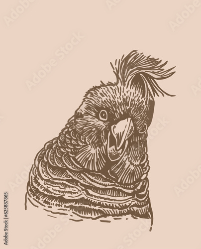 Graphical parrot  portrait on sepia background,vector element of bird.Ink pen parrot