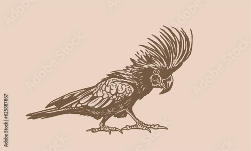 Graphical parrot cockatoo on sepia background,vector element of bird.Ink pen parrot