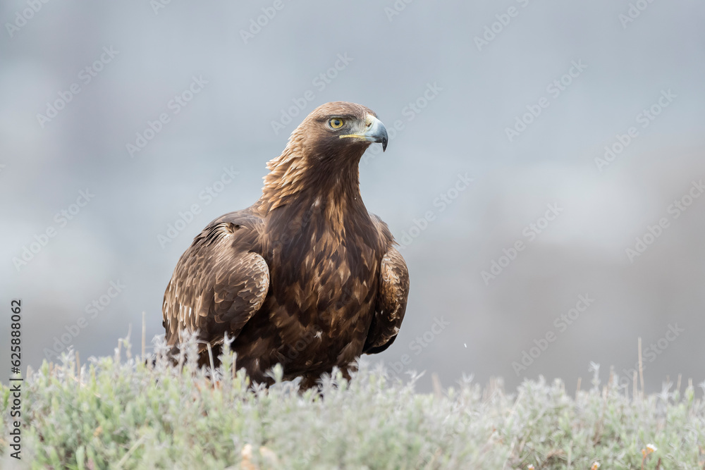 Golden eagle (Aquila chrysaetos) in the wild Golden eagle (Aquila chrysaetos) in the wild