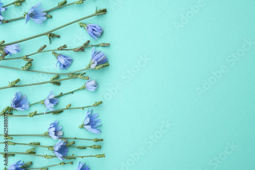 Fresh blue flowering chicory on ligth blue background. Top view. FLat lay, place for text copy space. Banner. 
