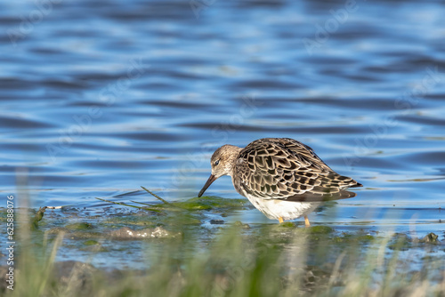 Ruff (Calidris pugnax) Searching for Food in a Marsh © automatic9751