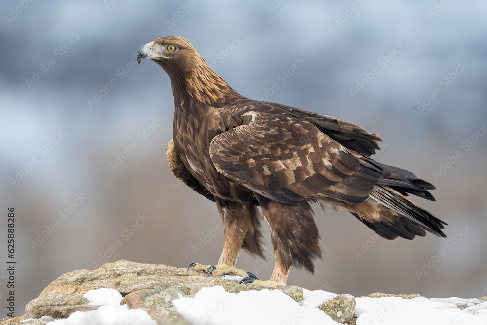 Golden eagle (Aquila chrysaetos) in the wild Golden eagle (Aquila chrysaetos) in the wild