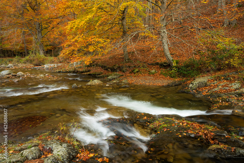 River in the forest in autumn