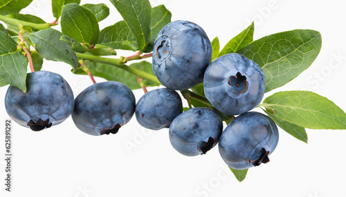 bunch of ripe blueberries hanging on a branch isolated on white background
