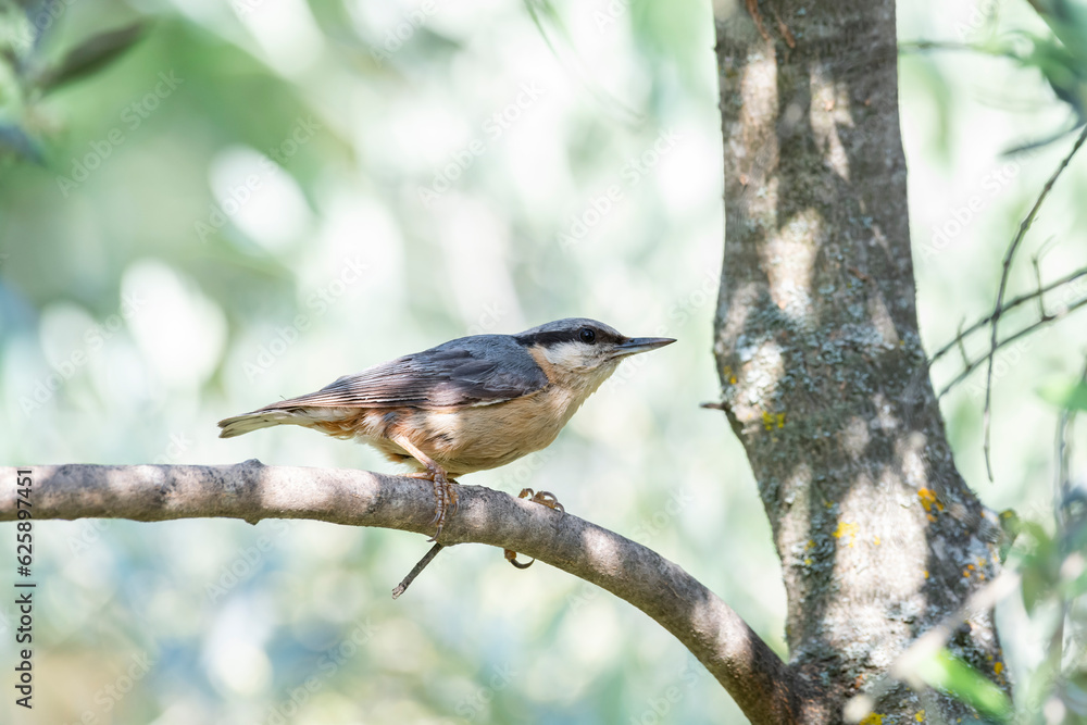 One Eurasian Nuthatch perches on an olive tree branch in Provence, south of France One Eurasian Nuthatch perches on an olive tree branch in Provence, south of France