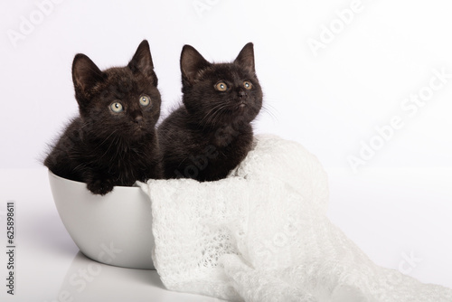 Fototapeta Naklejka Na Ścianę i Meble -  Two cute black young cats sitting in a white bowl on a white background
