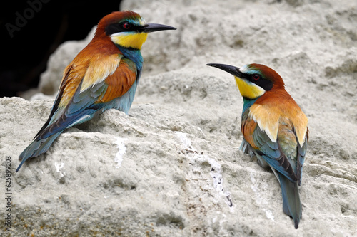 European bee-eater // Bienenfresser (Merops apiaster) - Greece photo