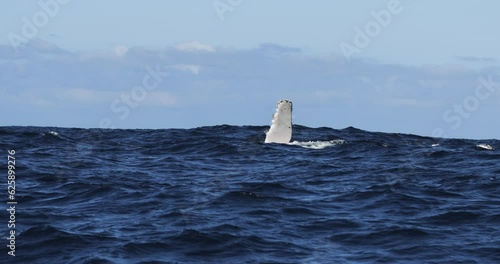 Humpback whale jump Megaptera novaeangliae breaches near East London South Africa. Shot in Hawaiian Islands Humpback Whale National Marine Sanctuary. Humpback whale jumps out of the water Slow motion photo