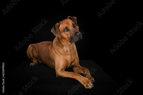 Beautifull rhodesian ridgeback dog lying down on a black couch on a black background looking away