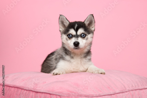 Adorable pomsky puppy looking at the camera on a pink cushion on a pink background