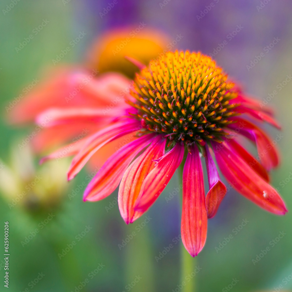 echinacea - coneflowers in the garden - soft focus echinacea - coneflowers in the garden - soft focus