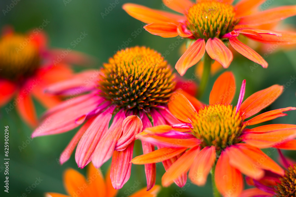 echinacea - coneflowers in the garden - soft focus echinacea - coneflowers in the garden - soft focus