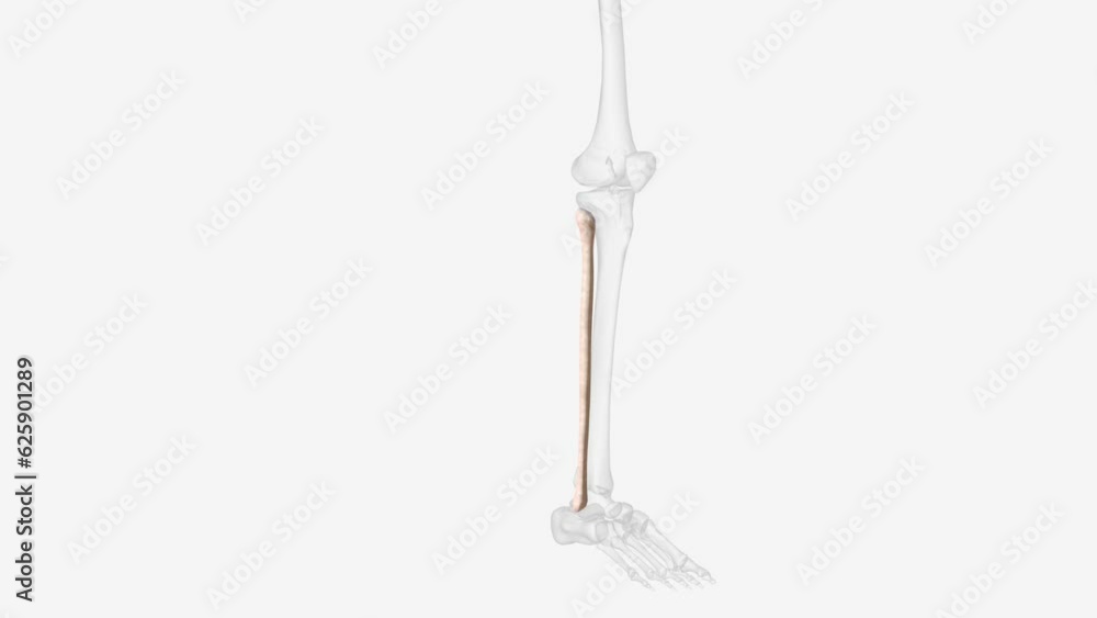 The fibula or calf bone is a leg bone on the lateral side of the tibia, to which it is connected above and below The fibula or calf bone is a leg bone on the lateral side of the tibia, to which it is connected above and below