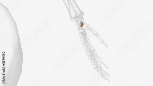 The pisiform is one of eight and smallest carpal bones that forms part of the wrist joint photo