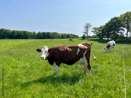 A cute cow grazing in a green meadow eats grass © yarm_sasha