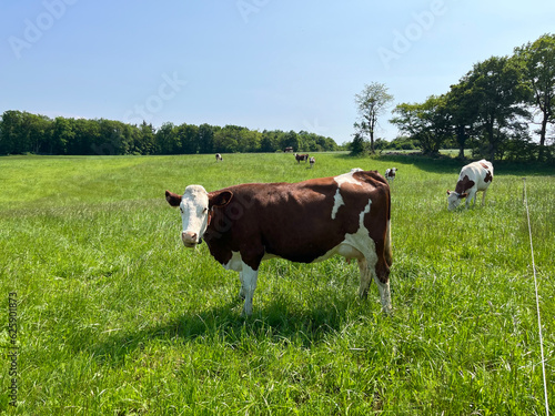 A cute cow grazing in a green meadow eats grass © yarm_sasha