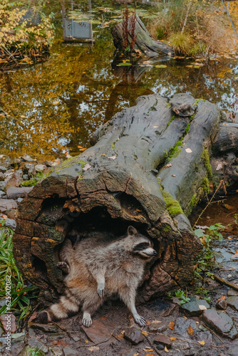 Gorgeous raccoon cute peeks out of a hollow in the bark of a large tree. Raccoon  Procyon lotor  also known as North American raccoon sitting hidden in old hollow trunk. Wildlife scene. Habitat North