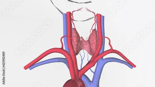 The superior thyroid vein ascends along the superior thyroid artery and becomes a tributary of the internal jugular vein . photo