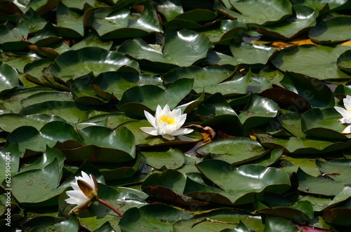 Nenúfar en el lago Bled, Eslovenia